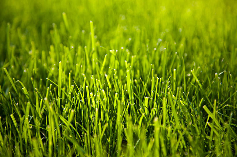 无人,横图,室外,特写,白天,正面,草地,草坪,美景,水,植物,露水,阴影,朦胧,模糊,透明,光线,液体,影子,景观,水滴,水珠,草,绿色,阳光,自然,露珠,景色,生机,剔透,自然风光,灵动,通明,彩图,晶莹