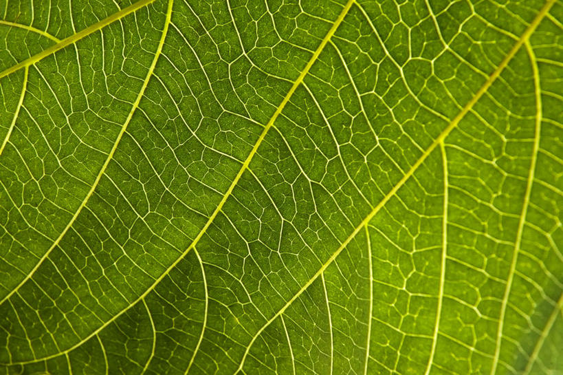 无人,横图,室外,特写,白天,正面,美景,叶子,阴影,新鲜,光线,纹路,纹理,影子,景观,绿叶,绿色,阳光,自然,嫩叶,景色,青春,生命,自然风光,和平,安详,肌理,冷色,叶,叶片,彩图