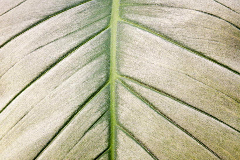 无人,横图,室外,特写,白天,正面,植物,叶子,阴影,反射,纹理,影子,绿叶,绿色,嫩叶,肌理,叶,叶片,叶脉,彩图