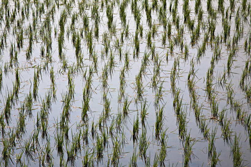 无人,农田,横图,俯视,室外,白天,农业,庄稼,农作物,美景,水,许多,阴影,丰收,光线,液体,影子,稻田,景观,水滴,排列,阳光,自然,景色,收获,自然风光,摆列,彩图,高角度拍摄,耕地,庄稼田,布列,分列