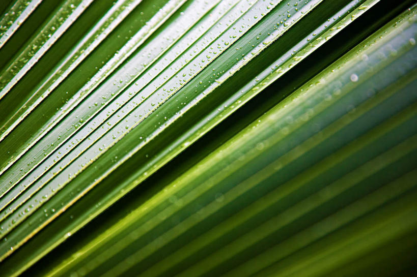 无人,横图,室外,特写,白天,正面,美景,植物,叶子,阴影,光线,纹理,影子,景观,绿叶,绿色,阳光,自然,嫩叶,景色,自然风光,肌理,叶,叶片,叶脉,彩图