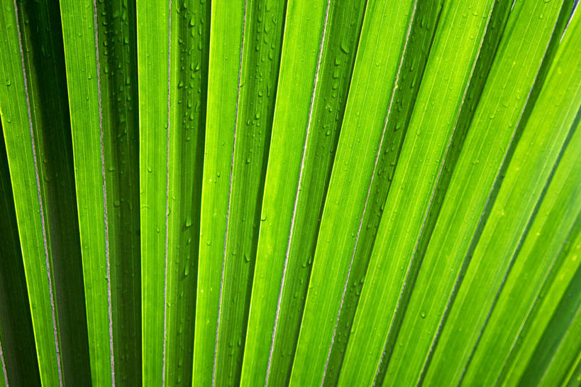 无人,横图,室外,特写,白天,正面,美景,植物,叶子,阴影,新鲜,光线,纹理,影子,景观,绿叶,绿色,阳光,自然,嫩叶,景色,青春,生命,自然风光,和平,安详,肌理,冷色,叶,叶片,叶脉,彩图