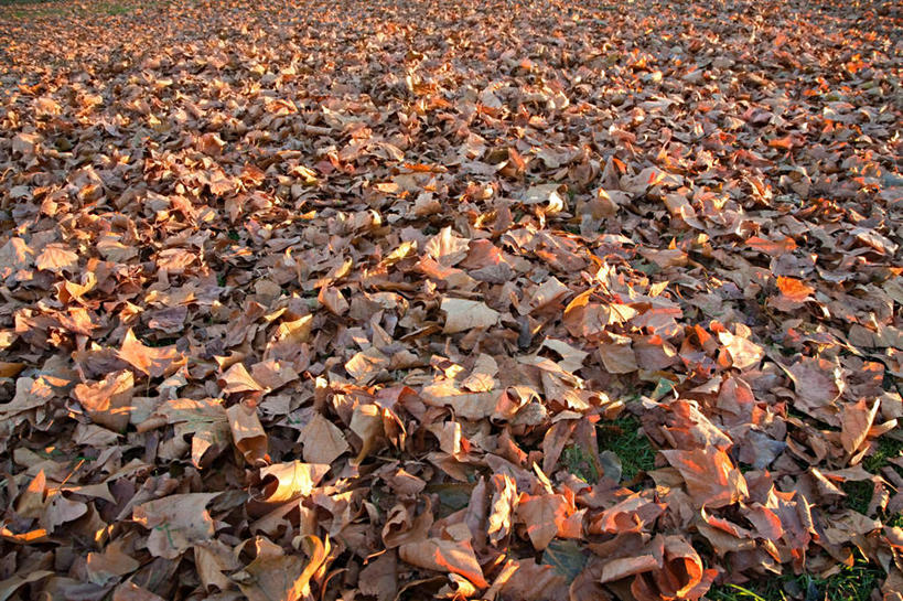 无人,横图,俯视,室外,特写,白天,美景,秋季,叶子,一堆,许多,阴影,堆叠,堆积,光线,影子,景观,枯叶,落叶,阳光,自然,景色,堆,自然风光,叶,叶片,秋,秋天,彩图,高角度拍摄