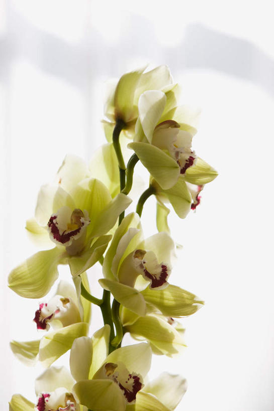 无人,竖图,室内,特写,白天,仰视,窗帘,阴影,朦胧,模糊,装饰,盛开,反射,影子,花蕾,花,花瓣,花朵,鲜花,绿色,帘子,花苞,花蕊,遮阳,华丽,修饰,点缀,高雅,衬托,美观,雅致,雅观,淡泊,花中君子,兰花,彩图,低角度拍摄