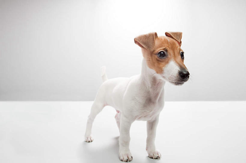 无人,站,横图,室内,白天,白色背景,正面,宠物,狗,阴影,反射,影子,杰克罗素梗,注视,一只,动物,观察,看,站着,可爱,摄影,影棚,观看,察看,关注,忠诚,帕尔森罗塞尔梗,杰克拉西尔梗,杰克.拉瑟梗,犬,站立,彩图,全身,影棚拍摄,拍摄