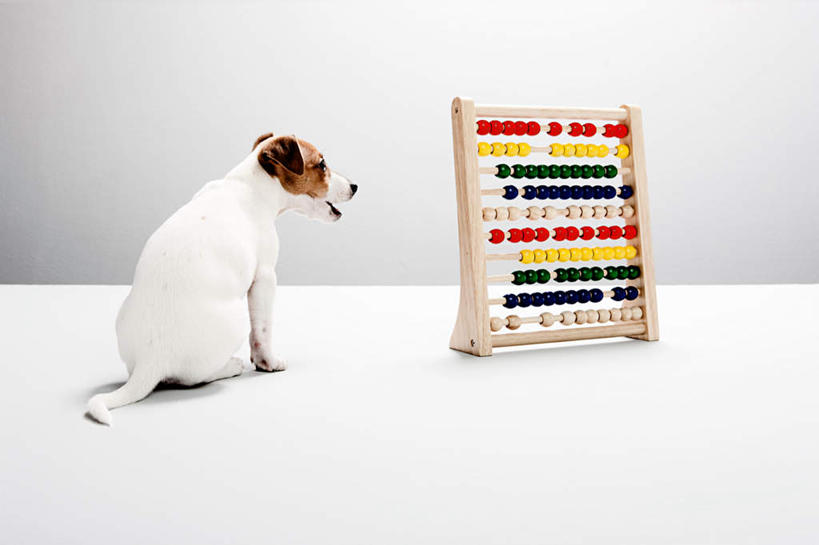 无人,坐,横图,室内,白天,白色背景,算盘,宠物,狗,阴影,古老,反射,计算,科学,影子,办公用品,杰克罗素梗,注视,文化,传统,一个,一只,背面,动物,观察,看,可爱,理财,财务,摄影,影棚,单个,观看,察看,关注,数学,忠诚,帕尔森罗塞尔梗,杰克拉西尔梗,杰克.拉瑟梗,珠算,犬,坐着,彩图,全身,影棚拍摄,拍摄