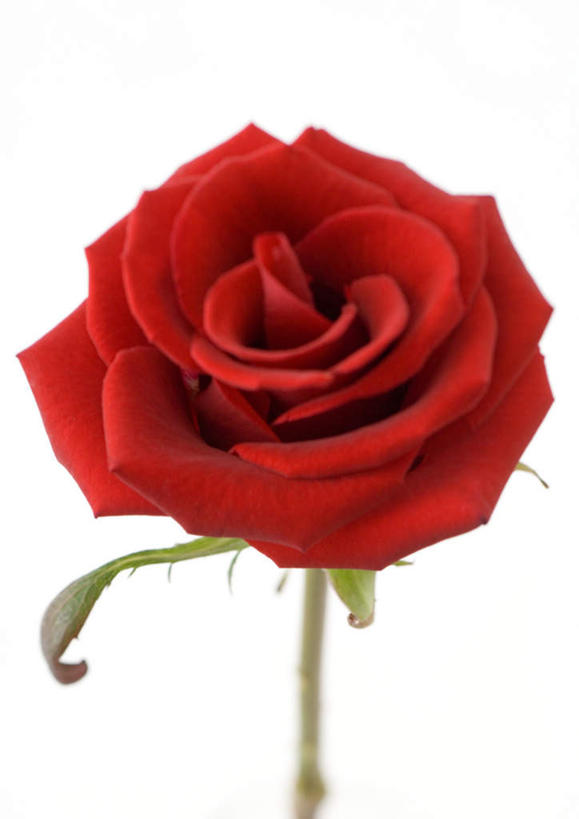 无人,竖图,室内,特写,白天,白色背景,正面,美景,玫瑰,静物,朦胧,模糊,盛开,景观,花蕾,花,花瓣,花朵,鲜花,一朵,红色,自然,花苞,花蕊,景色,摄影,红玫瑰,影棚,自然风光,彩图,影棚拍摄,拍摄