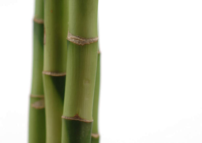 无人,竖图,室内,特写,白天,白色背景,正面,美景,植物,竹子,静物,朦胧,模糊,景观,四棵,树,树木,绿色,自然,景色,摄影,影棚,生长,成长,自然风光,彩图,影棚拍摄,拍摄