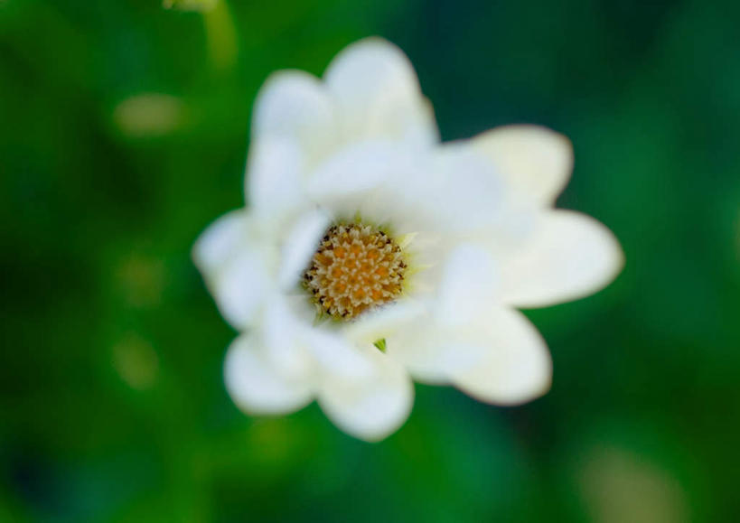 无人,横图,俯视,室外,特写,白天,旅游,度假,美景,朦胧,模糊,盛开,景观,非洲雏菊,娱乐,雏菊,花,花瓣,花朵,鲜花,一朵,白色,自然,花蕊,享受,休闲,景色,放松,自然风光,蓝眼菊,南非雏菊,海角雏菊,蓝眼雏菊,彩图,高角度拍摄