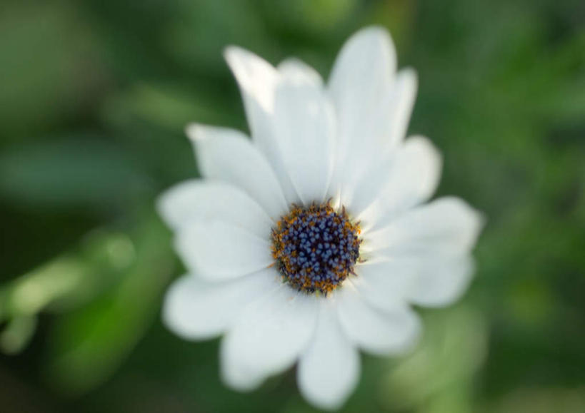 无人,横图,俯视,室外,特写,白天,旅游,度假,美景,朦胧,模糊,景观,非洲雏菊,花蕾,娱乐,雏菊,花瓣,花朵,鲜花,一朵,白色,自然,花苞,享受,休闲,景色,放松,自然风光,蓝眼菊,南非雏菊,海角雏菊,蓝眼雏菊,彩图,高角度拍摄