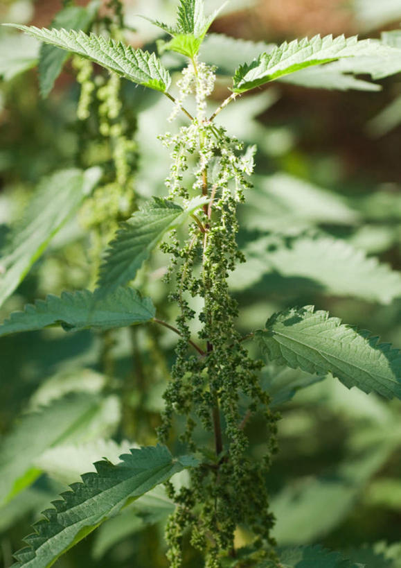 无人,竖图,室外,特写,白天,正面,旅游,度假,美景,植物,叶子,阴影,朦胧,模糊,光线,影子,景观,草药,药草,娱乐,中药,草,绿色,阳光,自然,享受,休闲,景色,放松,自然风光,药材,中草药,荨麻,中药材,本草,防盗草,无情草,咬人草,咬人猫,叶,叶片,彩图