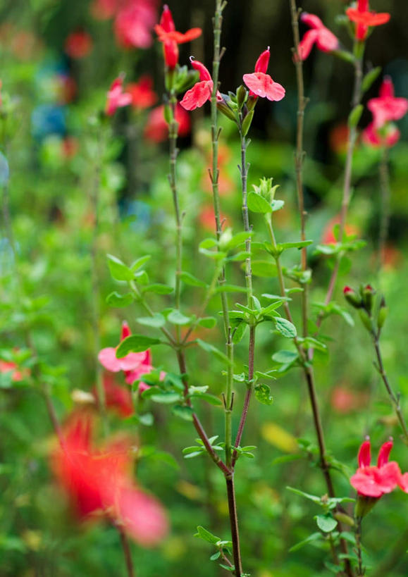 无人,竖图,室外,特写,白天,正面,旅游,度假,美景,叶子,许多,朦胧,模糊,盛开,景观,绿叶,娱乐,花,花瓣,花朵,鲜花,红色,自然,花蕊,享受,休闲,嫩叶,景色,放松,自然风光,琴柱草,叶,叶片,彩图
