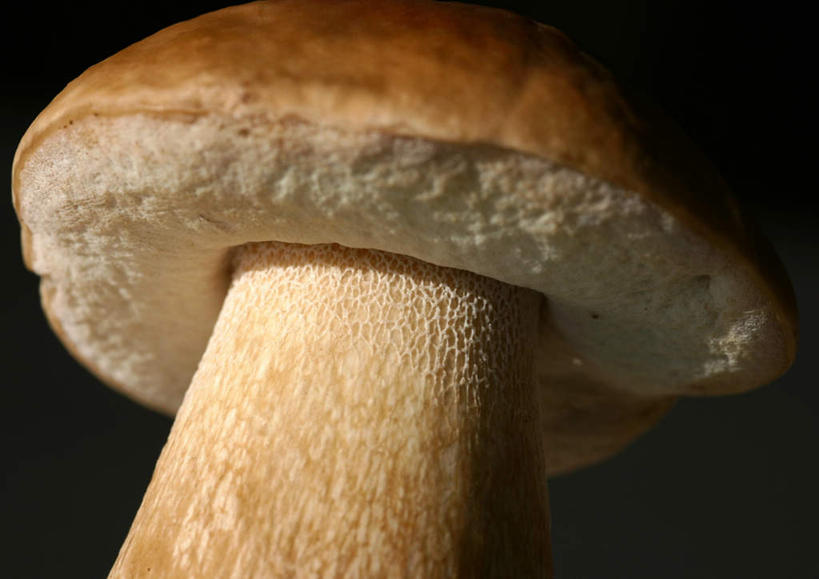 无人,横图,室内,特写,白天,正面,蔬菜,黑色背景,新鲜,菌菇,蘑菇,食品,褐色,菌类,草菇,食物,一个,食用菌,摄影,有机食品,绿色食品,影棚,单个,彩图,影棚拍摄,拍摄