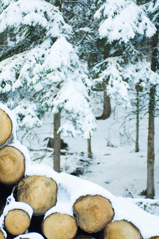 无人,竖图,室外,特写,白天,正面,旅游,度假,美景,树林,雪,植物,大雪,朦胧,模糊,木头,积雪,景观,雪景,冬天,娱乐,树,树木,绿色,自然,享受,休闲,景色,放松,生长,成长,原木,自然风光,彩图