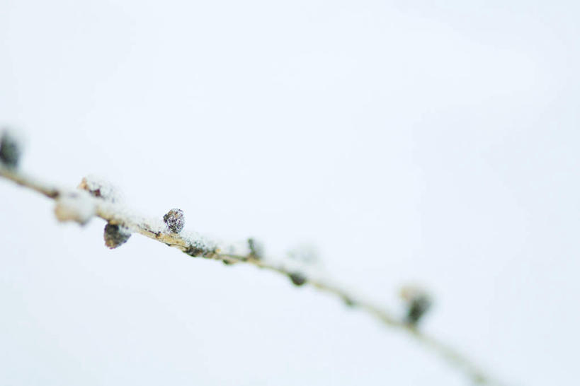 无人,横图,室外,特写,白天,正面,美景,雪,植物,大雪,朦胧,模糊,积雪,景观,雪景,冬天,树,树木,树枝,绿色,自然,景色,生长,成长,自然风光,彩图