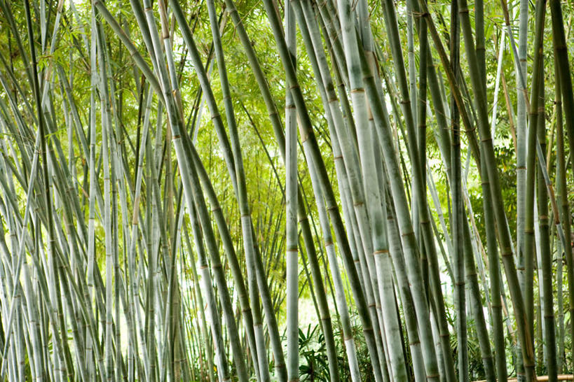 无人,横图,室外,白天,正面,旅游,度假,纯洁,美景,树林,植物,竹子,景观,竹林,娱乐,树,树木,绿色,自然,享受,休闲,景色,放松,生长,成长,高雅,自然风光,奉献,质朴,正直,担当,竹,彩图,奋进,操守,四君子,岁寒三友,性坚,虚怀,虚心,善群,卓尔