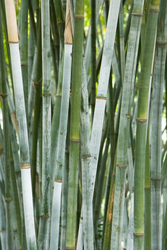 无人,竖图,室外,白天,正面,旅游,度假,纯洁,美景,树林,植物,竹子,景观,竹林,娱乐,树,树木,绿色,自然,享受,休闲,景色,放松,生长,成长,高雅,自然风光,奉献,质朴,正直,担当,竹,彩图,奋进,操守,四君子,岁寒三友,性坚,虚怀,虚心,善群,卓尔