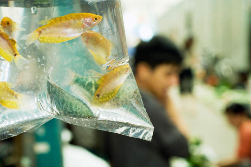 西方人,家,坐,横图,室外,特写,白天,正面,水,袋子,欧洲,欧洲人,一群,许多,服装,朦胧,模糊,金鱼,鱼,液体,房屋,屋子,水滴,很多,许多人,拿,拿着,注视,休闲装,鱼类,楼房,住宅,衣服,观察,看,一群人,休闲,休闲服,服饰,观看,察看,关注,观赏鱼,金鲫鱼,男人,男性,年轻男性,年轻女性,女人,女性,白种人,坐着,半身,彩图,房子