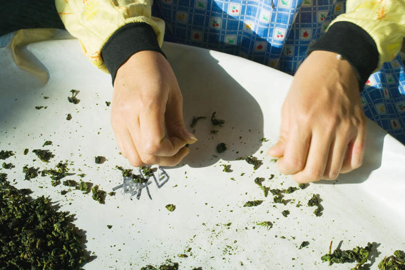 东方人,手,一个人,坐,横图,俯视,室外,特写,白天,幸福,茶,桌子,叶子,亚洲,仅一个年轻女性,仅一个女性,仅一个人,阴影,服装,光线,盆子,影子,茶叶,休闲装,黄种人,娱乐,衣服,阳光,享受,休闲,温馨,手部,休闲服,放松,乐趣,服饰,提神,舒适,挑选,醒脑,年轻女性,女人,女性,亚洲人,叶,叶片,坐着,半身,彩图,高角度拍摄