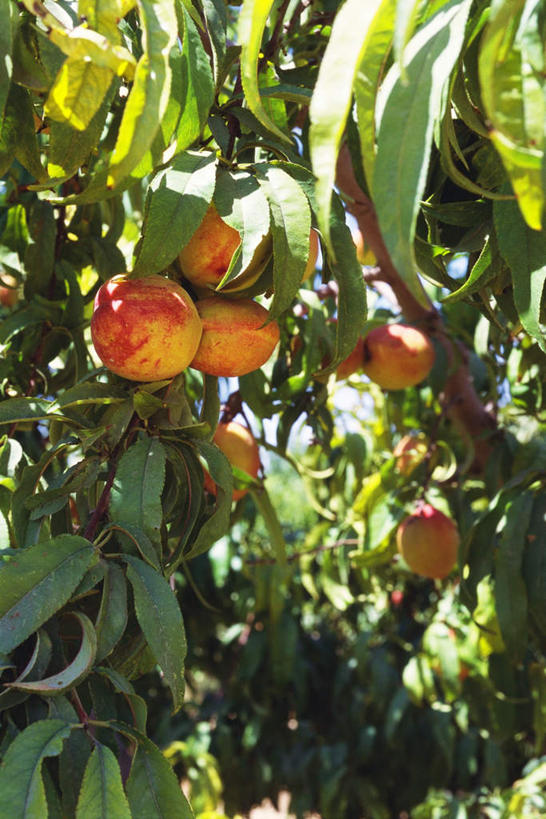 无人,农田,竖图,室外,白天,正面,旅游,度假,庄稼,植物,桃子,水果,许多,阴影,新鲜,光线,影子,生食,食品,果实,娱乐,树,树木,桃树,食物,绿色,阳光,自然,享受,休闲,放松,有机食品,绿色食品,生长,成长,肺果,彩图,耕地,庄稼田