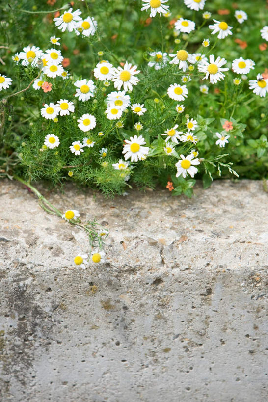 无人,竖图,俯视,室外,白天,花海,花圃,石头,叶子,许多,盛开,石子,围墙,黄春菊,花蕾,石墙,花,花瓣,花朵,鲜花,绿色,花丛,花束,花田,花苞,花蕊,菊花,石块,彩图,高角度拍摄