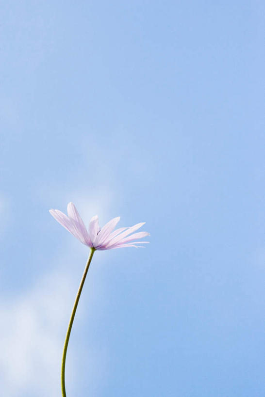 无人,竖图,室外,特写,白天,仰视,花海,花圃,叶子,盛开,云,云朵,花蕾,云彩,花,花瓣,花朵,鲜花,一朵,蓝色,绿色,紫色,白云,蓝天,天空,花丛,花束,花田,天,花苞,花蕊,菊花,晴朗,晴空,彩图,低角度拍摄