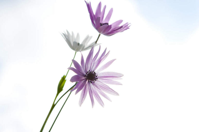 无人,横图,室外,特写,白天,仰视,花海,花圃,叶子,盛开,云,云朵,花蕾,云彩,花,花瓣,花朵,鲜花,两朵,蓝色,绿色,紫色,白云,蓝天,天空,花丛,花束,花田,天,花苞,花蕊,菊花,晴朗,晴空,彩图,低角度拍摄