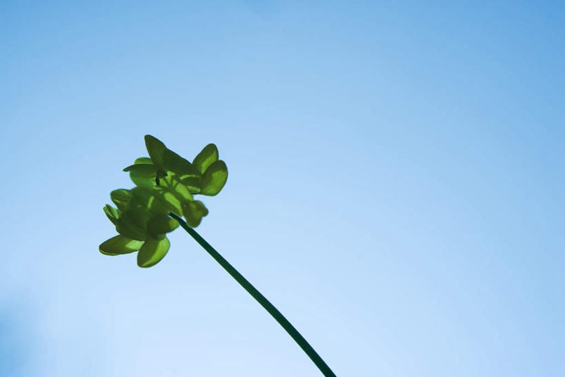 无人,横图,室外,特写,白天,仰视,植物,叶子,盛开,花蕾,花,花瓣,花朵,鲜花,一个,蓝色,绿色,蓝天,天空,花束,天,花苞,花蕊,生长,晴朗,单个,成长,万里无云,晴空,晴空万里,彩图,低角度拍摄