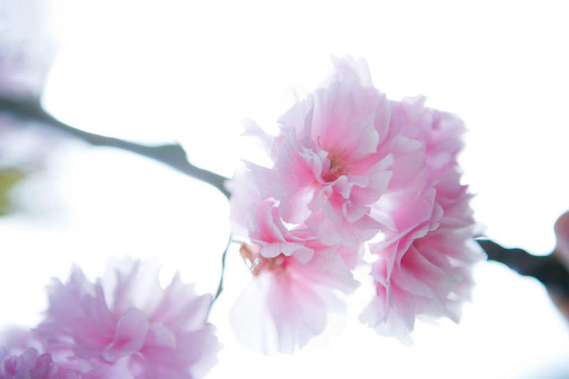 无人,横图,全景,室外,特写,白天,仰视,花海,花圃,美景,植物,樱花,叶子,许多,盛开,景观,花蕾,花,花瓣,花朵,鲜花,绿色,天空,自然,花丛,花束,花田,天,花苞,花蕊,景色,生长,成长,自然风光,彩图,低角度拍摄