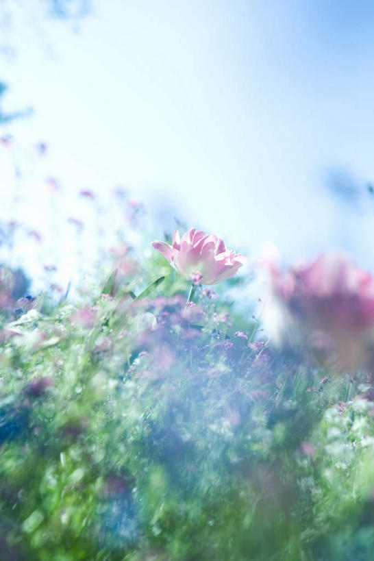 无人,竖图,室外,白天,仰视,花海,花圃,叶子,朦胧,模糊,盛开,花蕾,花,花瓣,花朵,鲜花,蓝色,绿色,蓝天,天空,花丛,花束,花田,天,花苞,花蕊,晴朗,万里无云,晴空,晴空万里,彩图,低角度拍摄