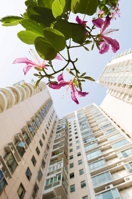 无人,高楼大厦,竖图,室外,白天,仰视,花海,花圃,树林,植物,标志建筑,大厦,地标,建筑,摩天大楼,叶子,广州,中国,亚洲,阴影,盛开,反射,影子,房屋,墙,屋子,云,云朵,公寓,建筑群,绿化,花蕾,云彩,建设,楼房,墙壁,墙面,外墙,住宅,花,花瓣,花朵,鲜花,树,树木,蓝色,绿色,白云,蓝天,天空,自然,花丛,花束,花田,天,花苞,花蕊,生长,晴朗,成长,东亚,广东,广东省,中华人民共和国,华南地区,省会,广州市,粤,晴空,彩图,低角度拍摄,房子,大楼,高层建筑,高楼,摩天楼