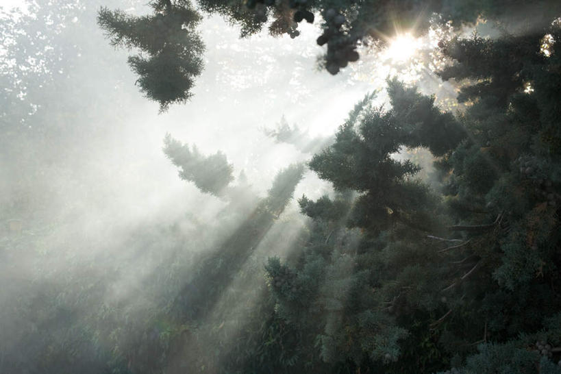 无人,横图,室外,白天,仰视,美景,树林,太阳,植物,阴影,光线,影子,景观,树,树木,蓝色,绿色,蓝天,天空,阳光,自然,天,景色,生长,成长,自然风光,彩图,低角度拍摄