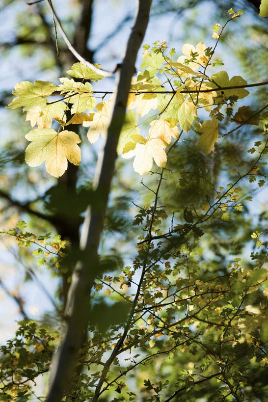 无人,竖图,室外,特写,白天,仰视,美景,植物,叶子,许多,阴影,朦胧,模糊,光线,影子,景观,绿叶,树,树木,树枝,蓝色,绿色,蓝天,天空,阳光,自然,天,嫩叶,景色,生长,成长,自然风光,叶,叶片,彩图,低角度拍摄