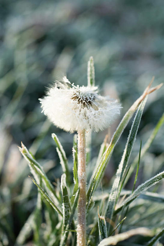 无人,竖图,俯视,室外,白天,草地,草坪,美景,植物,蒲公英,阴影,盛开,光线,影子,景观,花蕾,草,花,花瓣,花朵,鲜花,一朵,绿色,白色,阳光,自然,花苞,花蕊,景色,自然风光,蒲公草,尿床草,彩图,高角度拍摄