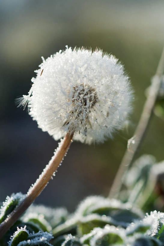 无人,竖图,室外,特写,白天,正面,草地,草坪,美景,植物,蒲公英,阴影,朦胧,模糊,盛开,光线,影子,景观,花蕾,草,花,花瓣,花朵,鲜花,一朵,绿色,白色,阳光,自然,花苞,花蕊,景色,自然风光,蒲公草,尿床草,彩图