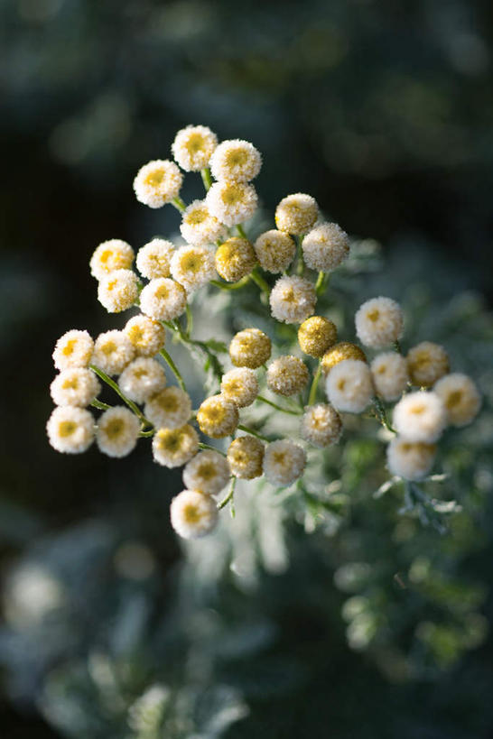 无人,竖图,俯视,室外,特写,白天,草地,草坪,美景,植物,蒲公英,许多,阴影,朦胧,模糊,盛开,光线,影子,景观,花蕾,草,花,花瓣,花朵,鲜花,绿色,白色,阳光,自然,花苞,花蕊,景色,自然风光,蒲公草,尿床草,彩图
