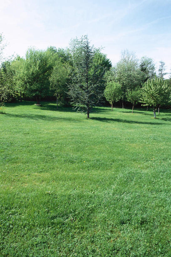 无人,竖图,室外,白天,正面,旅游,度假,草地,草坪,美景,植物,阴影,光线,影子,景观,娱乐,草,树,树木,蓝色,绿色,蓝天,天空,阳光,自然,天,享受,休闲,景色,放松,生长,成长,自然风光,彩图