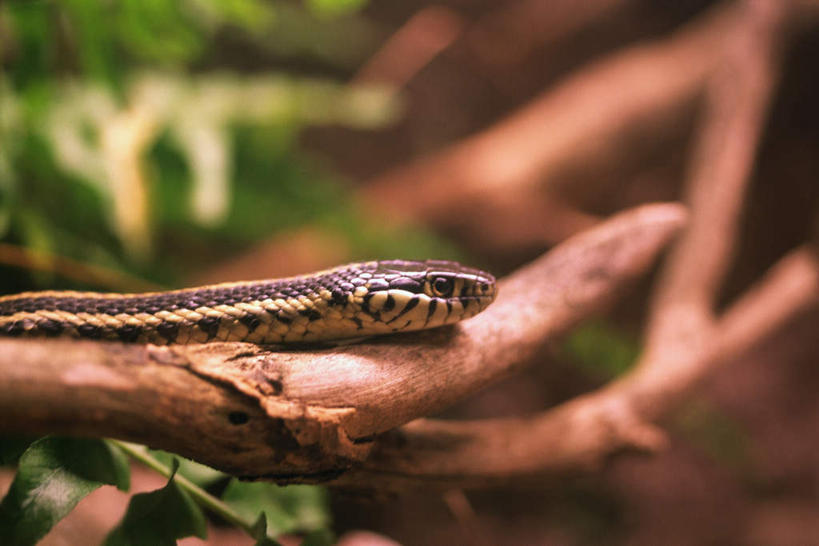 无人,横图,室外,特写,白天,正面,草地,草坪,植物,野生动物,一条,阴影,条纹,朦胧,模糊,光线,蛇,影子,草,树,树木,树枝,绿色,阳光,自然,动物,爬,可爱,活泼,生长,成长,凶猛,攀爬,彩图