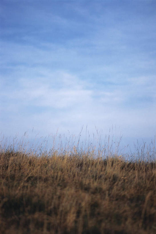 无人,农田,竖图,室外,特写,白天,正面,旅游,度假,庄稼,农作物,小麦,美景,许多,朦胧,模糊,景观,云,云朵,谷物,云彩,娱乐,蓝色,白云,蓝天,天空,自然,天,享受,休闲,景色,放松,自然风光,彩图,耕地,庄稼田