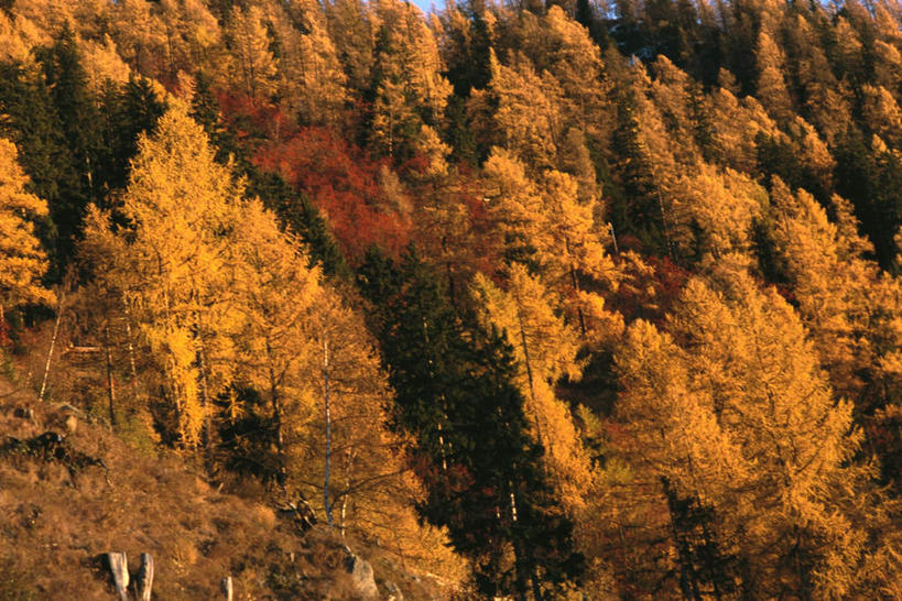 无人,横图,俯视,航拍,室外,白天,美景,秋季,山,山脉,树林,植物,景观,山峰,山峦,树,树木,黄色,自然,群山,橙色,景色,生长,成长,鸟瞰,自然风光,秋,秋天,彩图,高角度拍摄