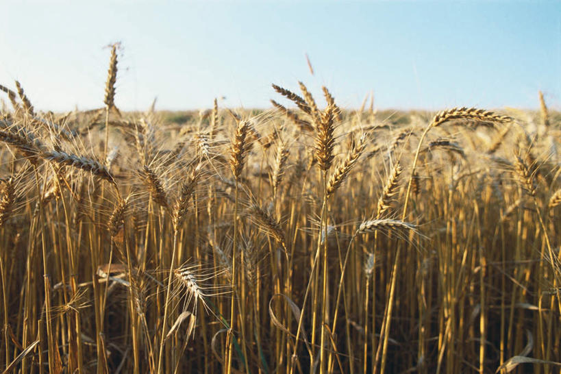 无人,农田,横图,室外,特写,白天,正面,旅游,度假,庄稼,农作物,小麦,美景,阴影,丰富,丰收,朦胧,模糊,光线,影子,景观,云,云朵,谷物,丰盛,云彩,娱乐,黄色,蓝色,白云,蓝天,天空,阳光,自然,天,享受,休闲,景色,放松,麦子,自然风光,丰登,丰硕,彩图,耕地,庄稼田