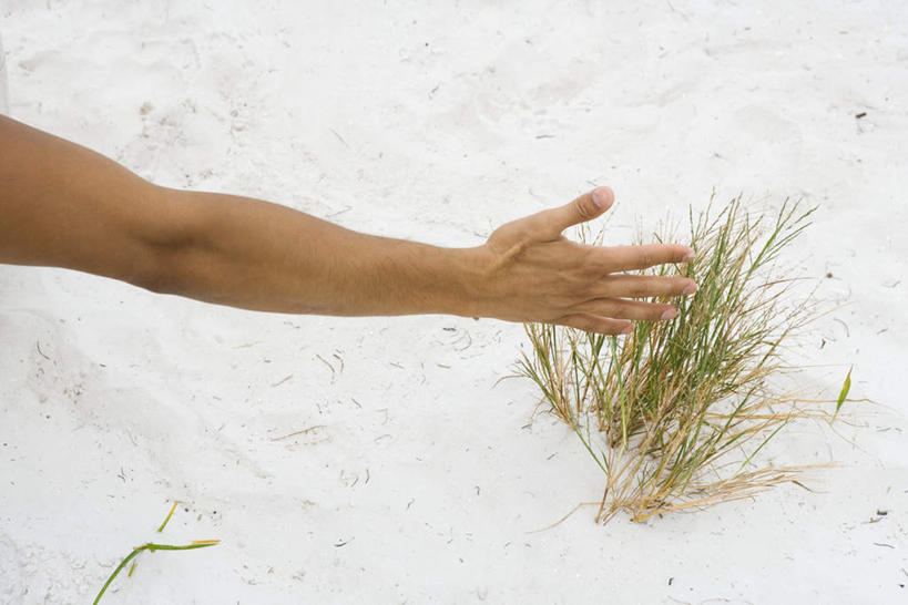 西方人,手,一个人,摸,竖图,俯视,室外,特写,白天,沙滩,植物,欧洲,欧洲人,仅一个男性,仅一个人,仅一个中年男性,抚摸,朦胧,模糊,沙子,海岸,沙地,草,绿色,手部,男人,男性,中年男性,白种人,手臂,海滩,触摸,接触,半身,彩图,高角度拍摄