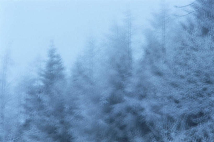 无人,横图,室外,白天,仰视,旅游,度假,美景,雪,植物,雾,大雪,朦胧,模糊,积雪,景观,雪景,冬天,娱乐,树,树木,天空,自然,天,享受,休闲,景色,放松,生长,成长,迷雾,自然风光,大雾,彩图,低角度拍摄
