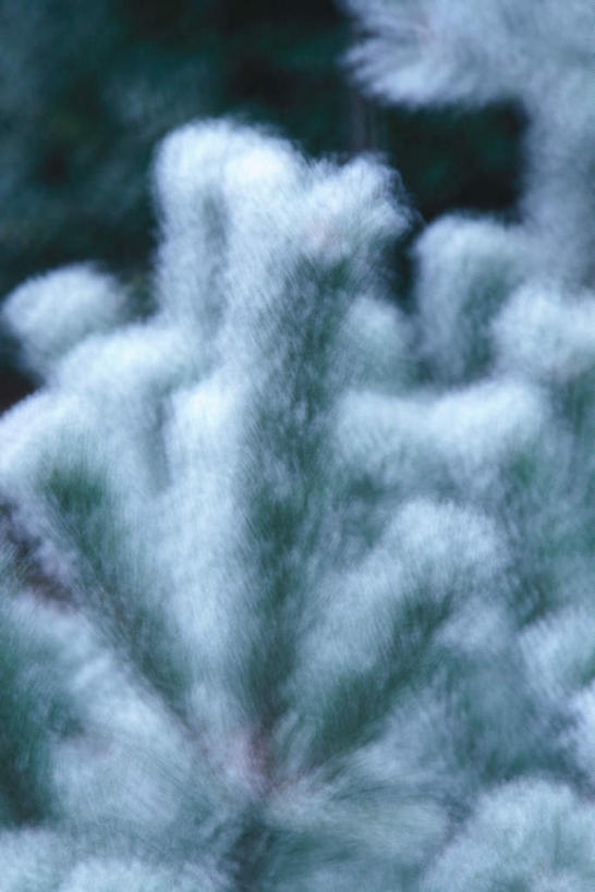 无人,竖图,俯视,室外,特写,白天,旅游,度假,美景,雪,植物,大雪,朦胧,模糊,积雪,景观,雪景,冬天,娱乐,树,树木,自然,享受,休闲,景色,放松,自然风光,彩图,高角度拍摄