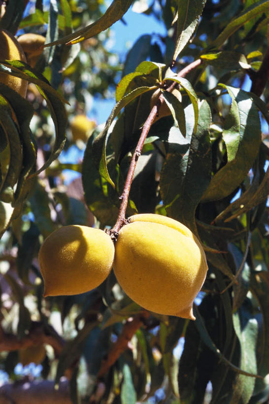 无人,竖图,室外,特写,白天,仰视,农业,植物,桃子,水果,叶子,阴影,丰富,丰收,朦胧,模糊,新鲜,光线,影子,生食,食品,果实,绿叶,丰盛,树,树木,树叶,食物,两个,黄色,绿色,阳光,自然,嫩叶,有机食品,绿色食品,生长,成长,肺果,丰登,丰硕,叶,叶片,彩图,低角度拍摄