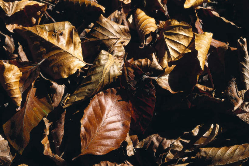 无人,横图,俯视,室外,特写,白天,美景,秋季,一堆,许多,阴影,堆叠,堆积,朦胧,模糊,光线,影子,景观,枯叶,落叶,树叶,阳光,自然,景色,堆,自然风光,秋,秋天,彩图,高角度拍摄