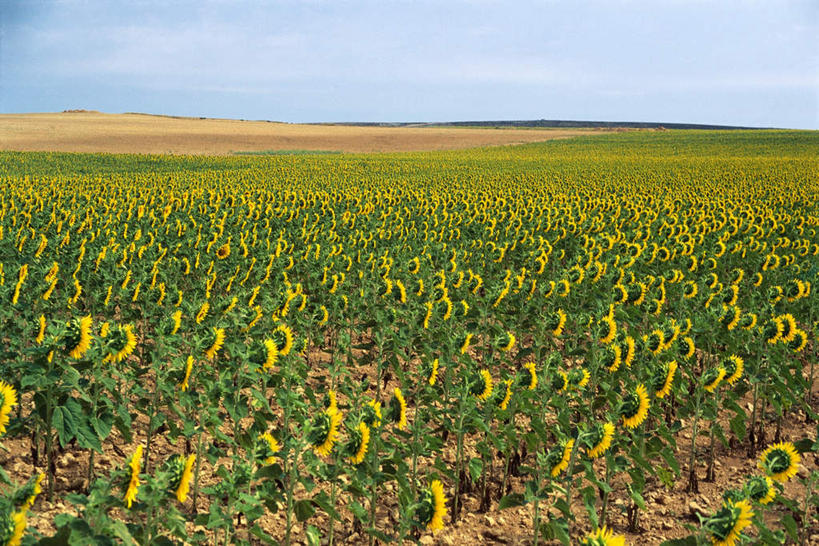 无人,农田,横图,室外,白天,正面,爱情,旅游,度假,幸福,庄稼,草地,草坪,花海,花圃,美景,太阳,植物,向日葵,叶子,许多,阴影,盛开,光线,影子,景观,云,云朵,花蕾,云彩,娱乐,草,花,花瓣,花朵,鲜花,蓝色,绿色,白云,蓝天,天空,阳光,自然,花丛,花束,花田,天,花苞,花蕊,享受,休闲,景色,放松,晴朗,自然风光,光辉,沉默,忠诚,勇敢,投缘,爱慕,高傲,朝阳花,葵花,望日莲,向阳花,转日莲,晴空,彩图,耕地,庄稼田