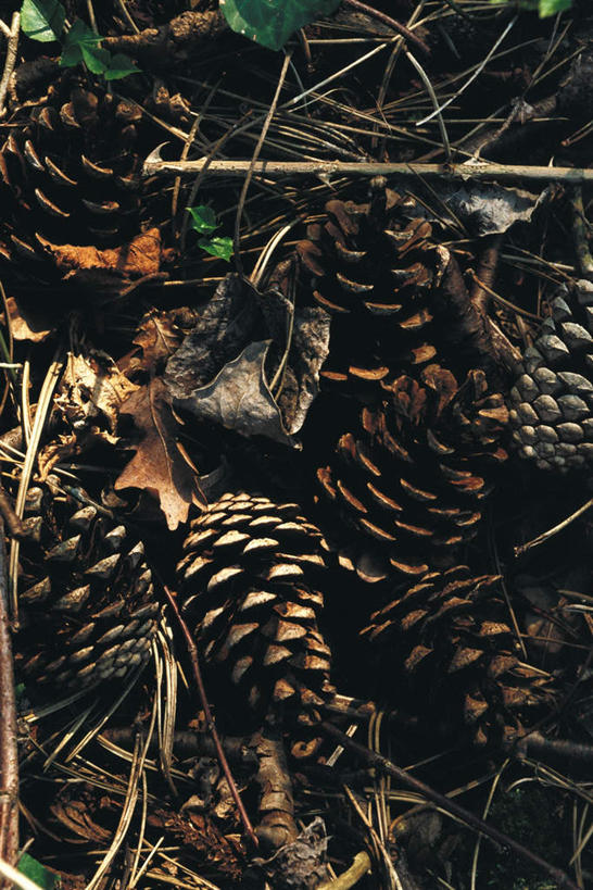 无人,竖图,俯视,室外,特写,白天,美景,秋季,叶子,许多,阴影,光线,影子,景观,坚果,果实,枯叶,落叶,松果,阳光,自然,干果,景色,松塔,自然风光,叶,叶片,秋,秋天,彩图,高角度拍摄