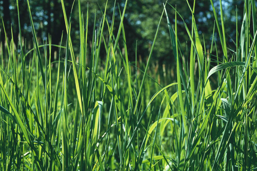 无人,横图,室外,特写,白天,正面,旅游,度假,草地,草坪,美景,树林,植物,许多,阴影,光线,影子,景观,娱乐,草,树,树木,蓝色,绿色,蓝天,天空,阳光,自然,天,享受,休闲,景色,放松,生长,成长,自然风光,彩图