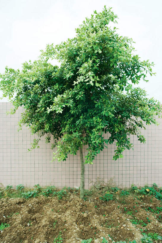 无人,农田,竖图,室外,白天,正面,旅游,度假,庄稼,草地,美景,植物,阴影,光线,瓷砖,影子,墙,景观,娱乐,墙壁,墙面,草,树,树木,绿色,白色,阳光,自然,享受,休闲,景色,放松,生长,成长,自然风光,彩图,耕地,庄稼田